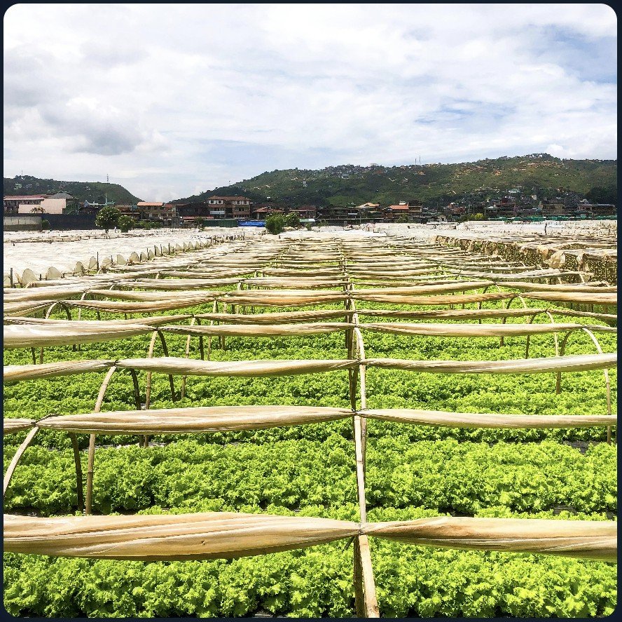 Rows of leafy green crops growing in an open field