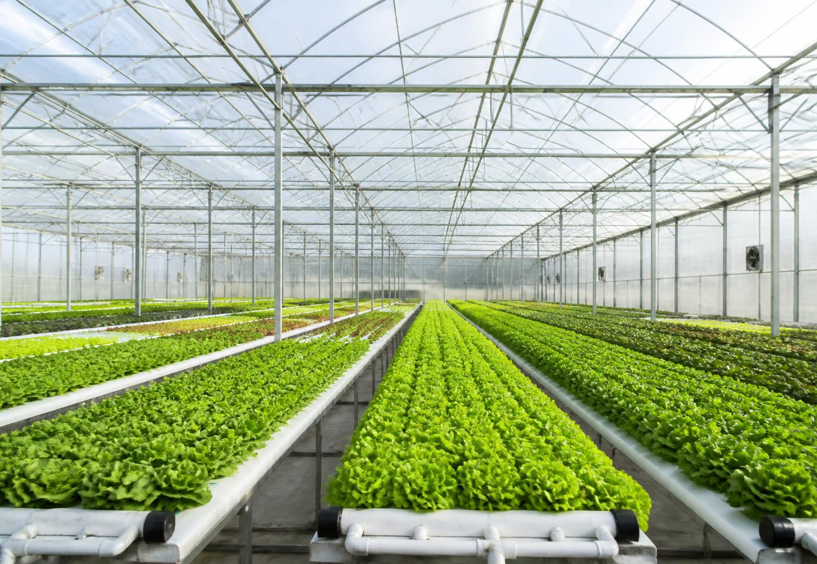 Interior of a modern greenhouse with rows of leafy greens